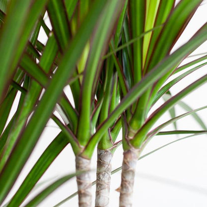 Dracaena Marginata met naturel mand - 95cm - Ø21