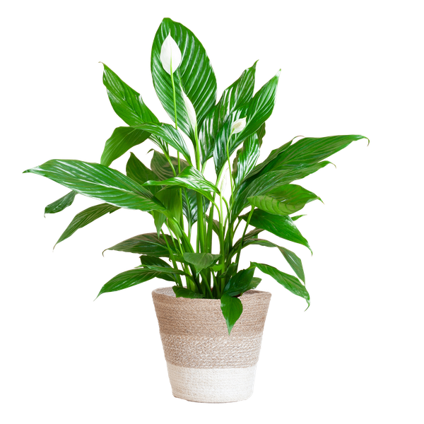 Spathiphyllum met Mand Lissabon wit - 80cm - Ø21