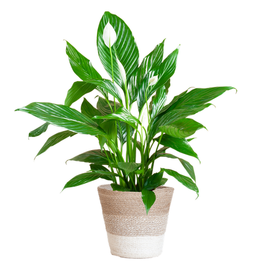 Spathiphyllum met Mand Lissabon wit - 80cm - Ø21