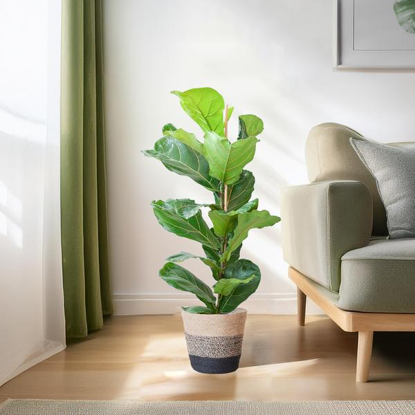 Ficus Lyrata met Mand Lissabon zwart - 80cm - Ø21