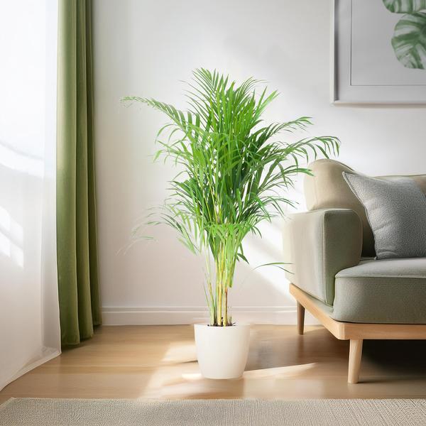 Areca Palm (Dypsis) met Viber wit - 100cm - Ø21