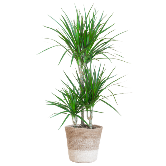 Dracaena Marginata met Lissabon mand wit - 95cm - Ø21