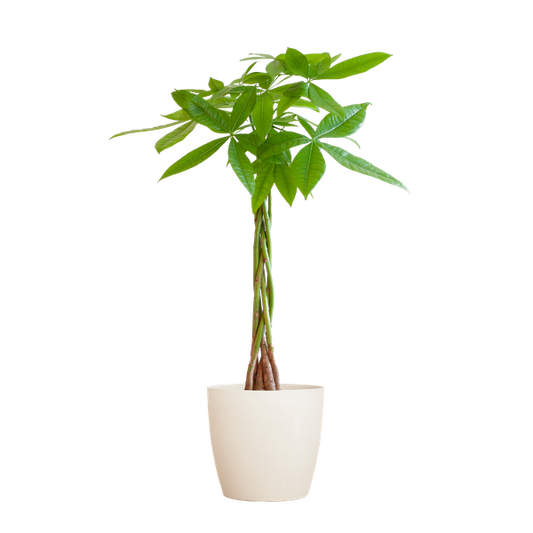 Pachira Aquatica met Viber wit - 80cm - Ø21