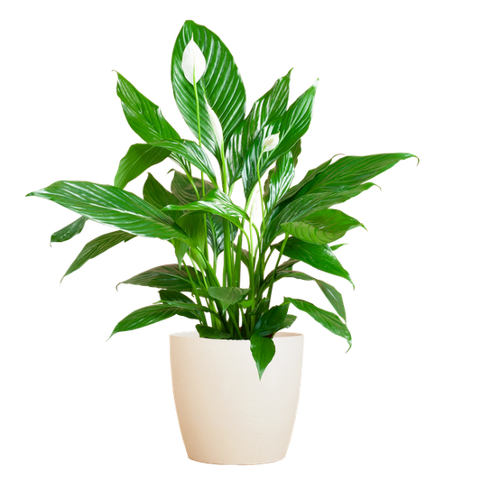 Spathiphyllum met Viber wit - 80cm - Ø21