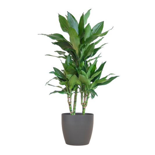 Dracaena  Janet Lindt met Viber grijs - 95cm - Ø21