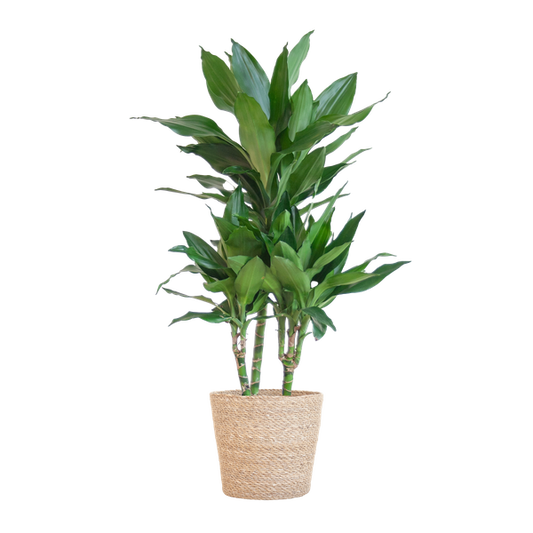 Dracaena  Janet Lindt met Sofia mand naturel - 95cm - Ø21