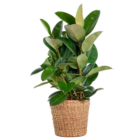 Ficus Elastica Robusta XL met mand Torun - 90cm - Ø27