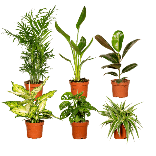 Boîte surprise - Ø12cm - ↕25cm - x6
