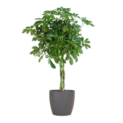 Schefflera Arab Nora met Viber grijs - 70cm - Ø21