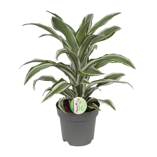 Dracaena Fragrans Fourrure Blanche Ø17cm - ↕40cm