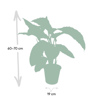 Calathea Warscewiczii - Pauwenplant - 70cm - Ø19