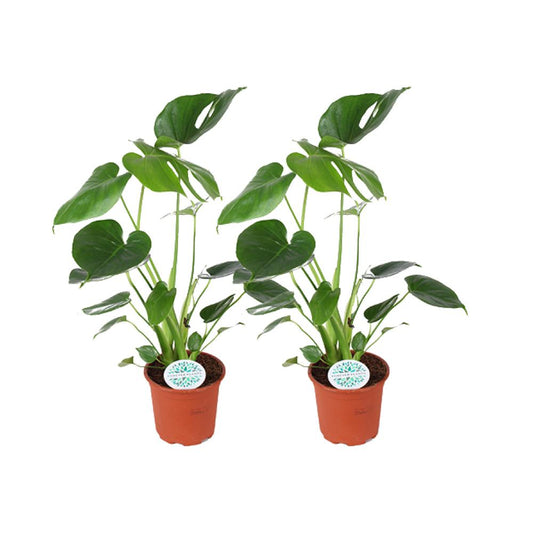 Monstera Deliciosa - 2 pièces - Ø14cm - ↕45cm