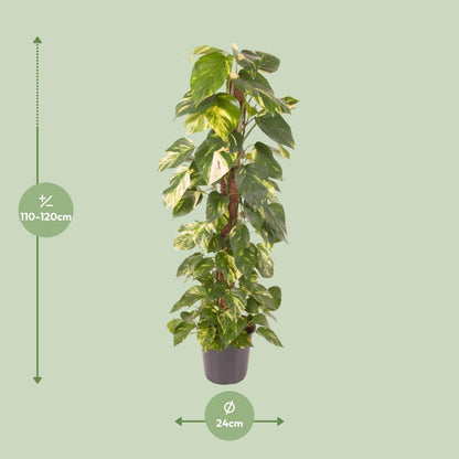 Epipremnum Pinnatum - Ø24cm - ↕120cm