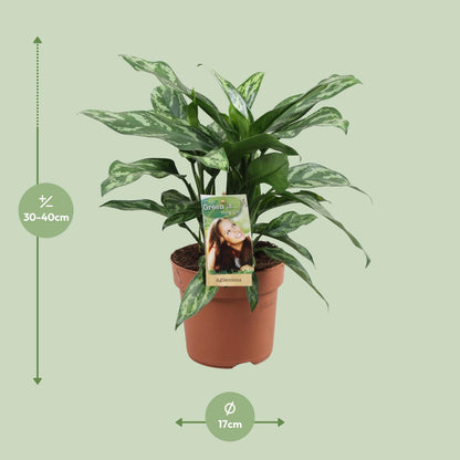 Aglaonema Maria - Ø17cm - ↕40cm