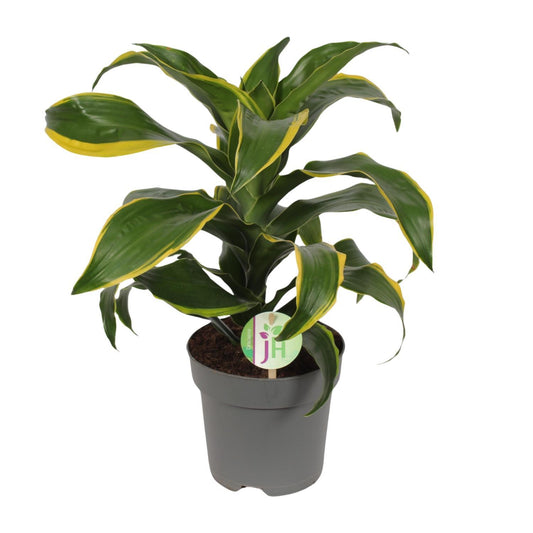 Dracaena Fragrans Vert Jaune Ø17cm - ↕40cm