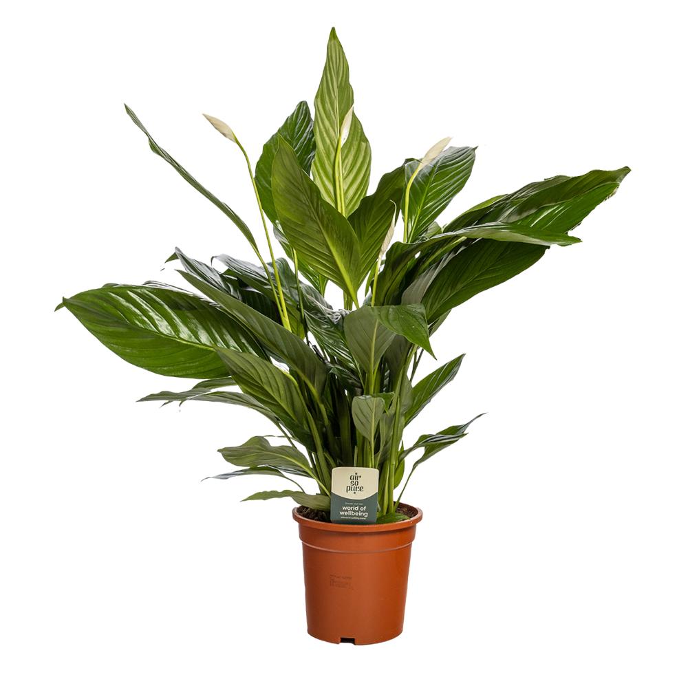 Spathiphyllum 'Sweet Lauretta' ASP - Ø19cm - ↕75cm