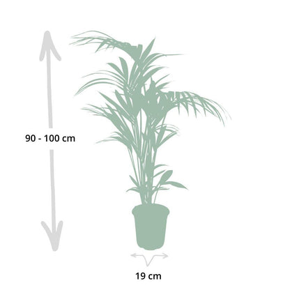 Howea forsteriana - Ø18 - ↨100cm