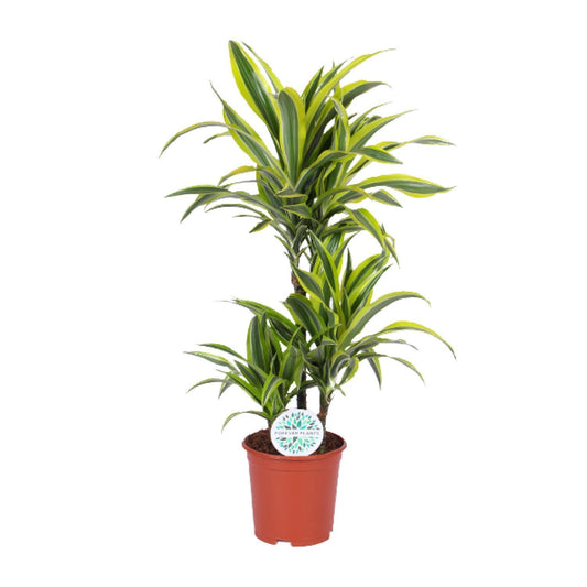 Dracaena Citron Vert - Ø21cm - ↕90cm
