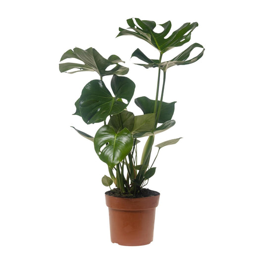 Monstera Deliciosa - Ø21cm - ↕75cm (1)