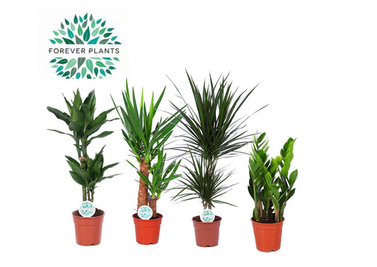 Houseplants Green Mix Santos - 4 pieces - Ø17cm - ↕60-80cm