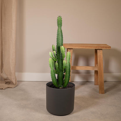 Euphorbia Acrurensis - Ø24 - ↨60cm