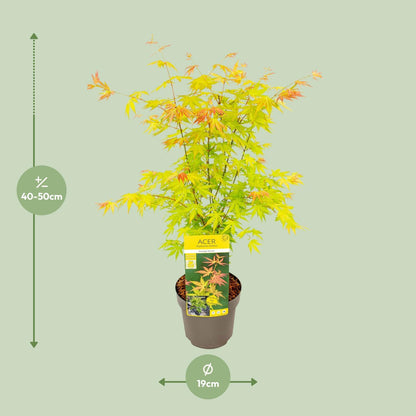 Acer palmatum Orange Dream - Ø19 - ↨50cm