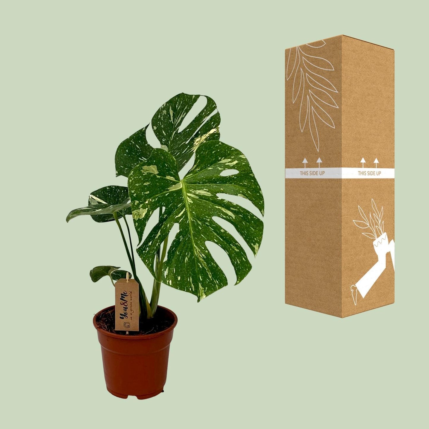 Monstera Deliciosa - Ø17cm - ↕50cm