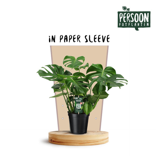 Monstera Déliciosa - Ø21 ↕75