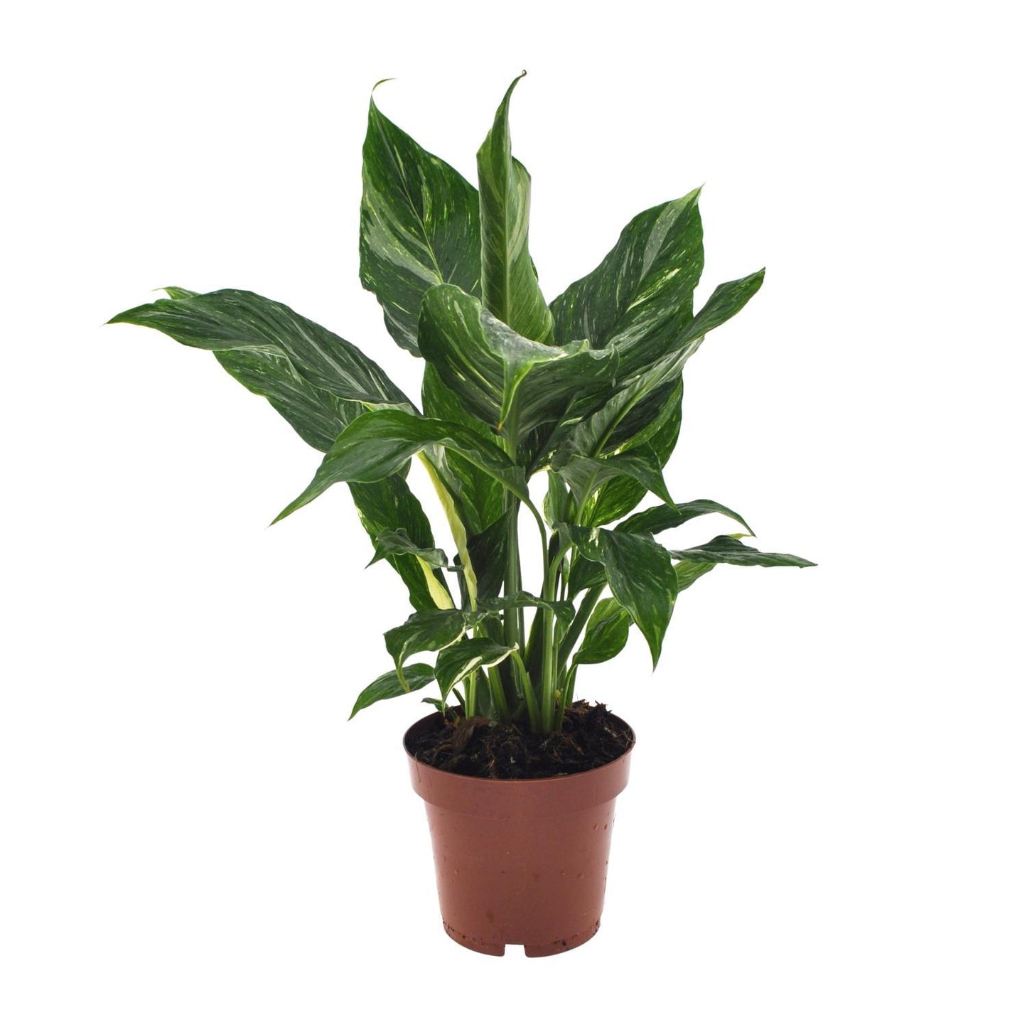 Spathiphyllum Diamond - Ø12cm - ↕40cm