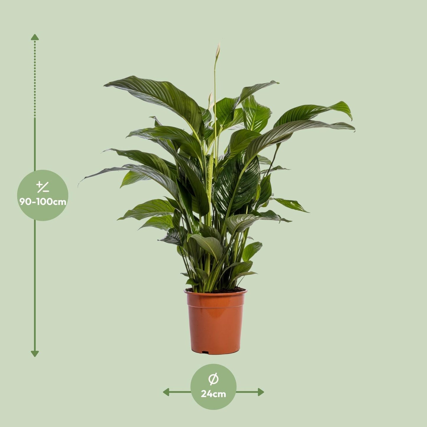 Spathiphyllum Bellini - Ø24cm - ↕100cm