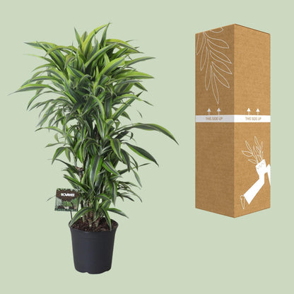 Dracaena Fragrans Lemon Lime Vertakt - Ø27cm - ↕120cm