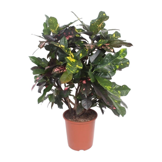 Codiaeum Magnifique (Croton Magnifique) - Ø27cm - ↕110cm