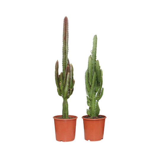 Euphorbe Vert / Rouge - 2 pièces - Ø17cm - ↕75cm