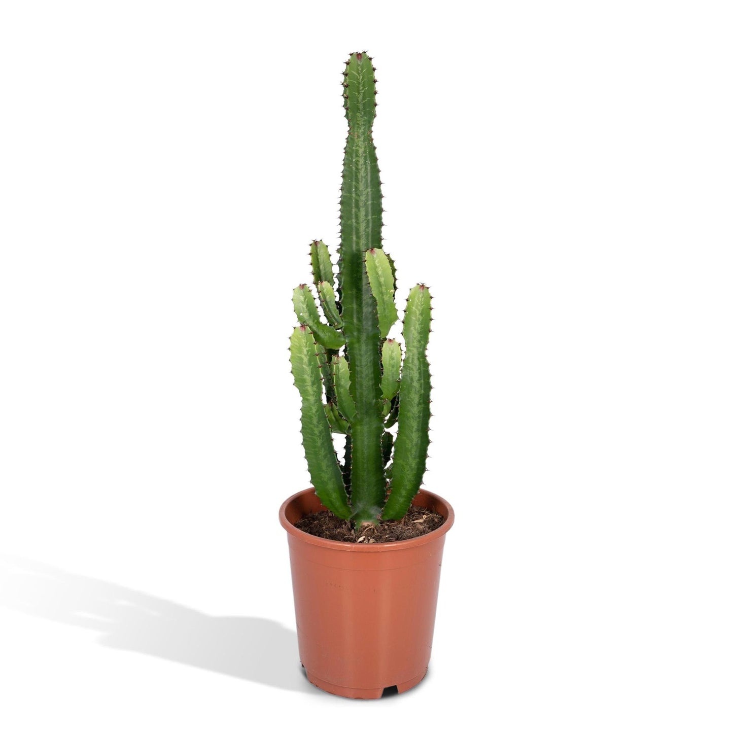 Euphorbia Acrurensis - Ø24 - ↨60cm