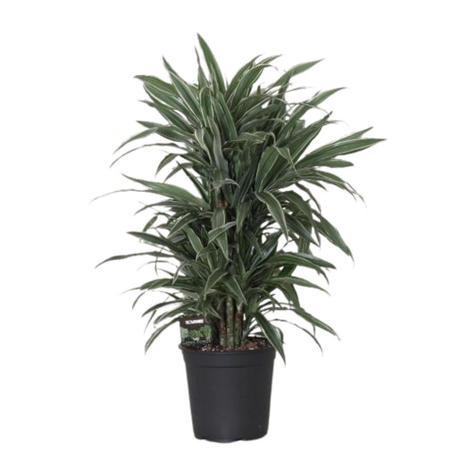 Fragment de Dracaena Warneckei - Ø24cm - ↕100cm