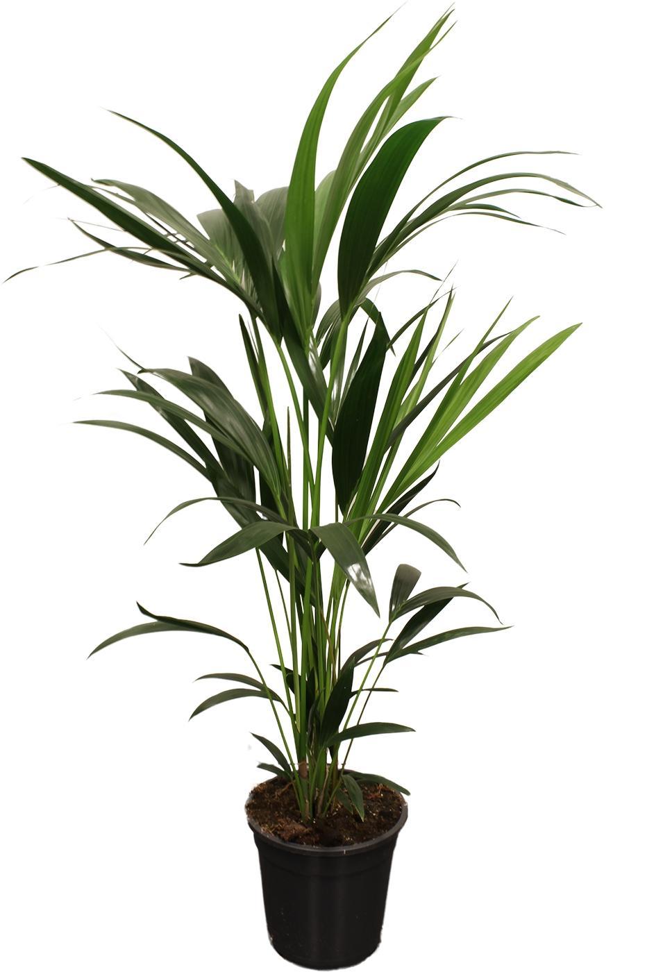 Howea Forsteriana (Kentia)  Ø21cm - ↕100cm