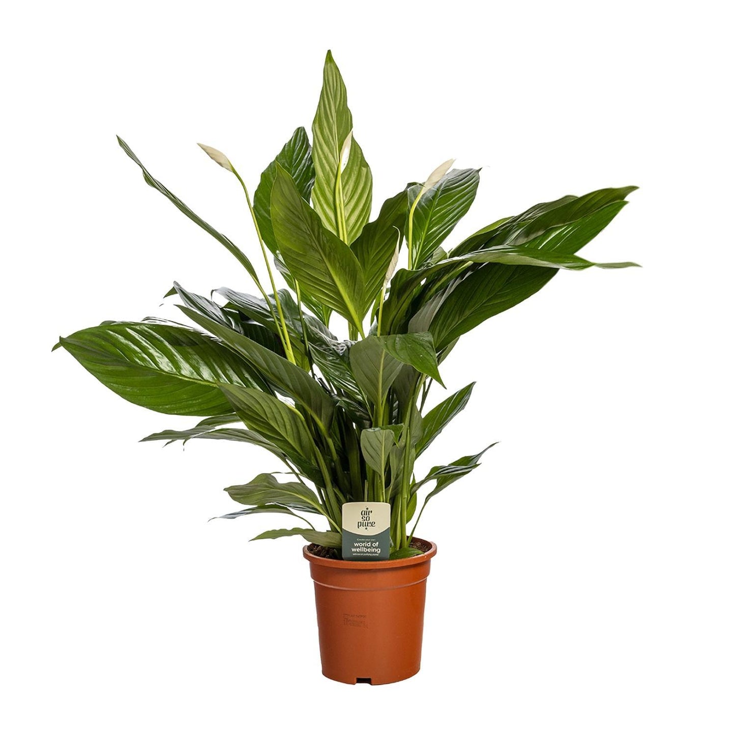 Spathiphyllum Bingo Cupido - Ø19cm - ↕80cm