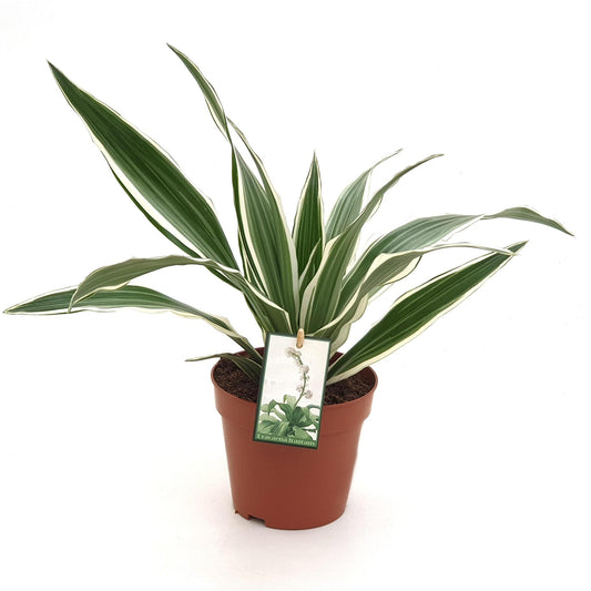 Dracaena Rayure Blanche - Ø12 ↕35
