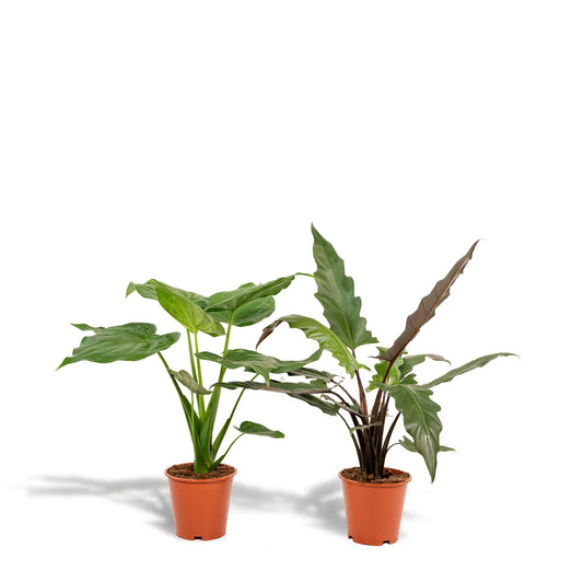 Alocasia Cucullata + Alocasia Lauterbachiana