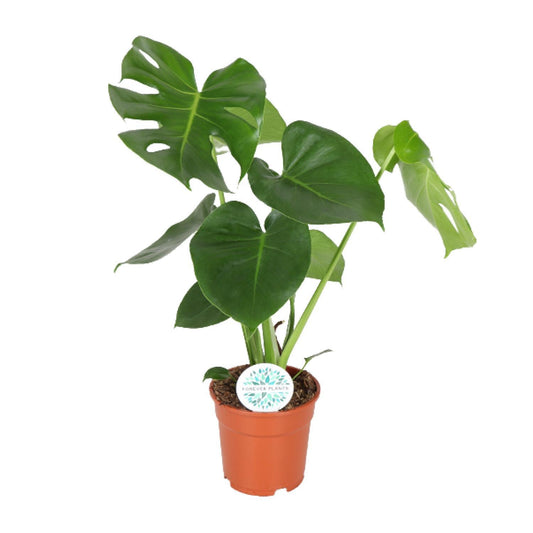 Monstera Deliciosa - Plante en trou - 65cm - Ø21 - Ø17 - 55cm