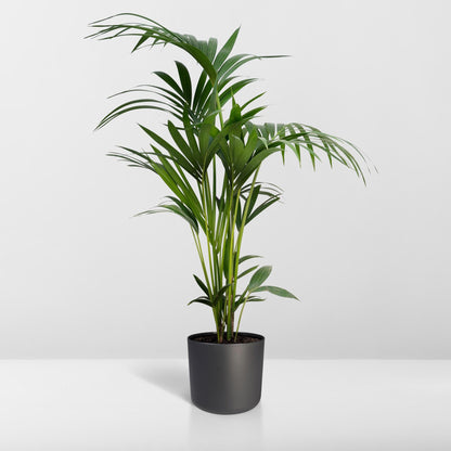 Howea forsteriana - Ø18 - ↨100cm