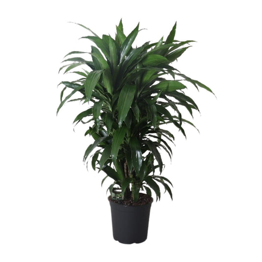Fragment de Dracaena Janet Craig - Ø27cm - ↕120cm