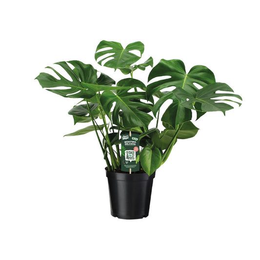 Monstera Deliciosa - Plante en trou - 65cm - Ø21 - Ø21 - 65cm