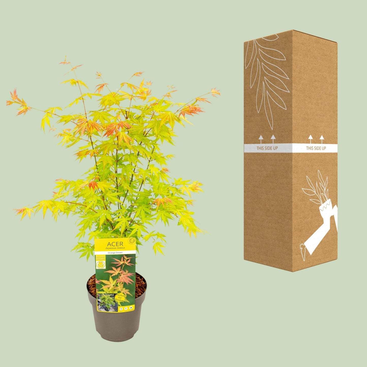 Acer palmatum Orange Dream - Ø19 - ↨50cm