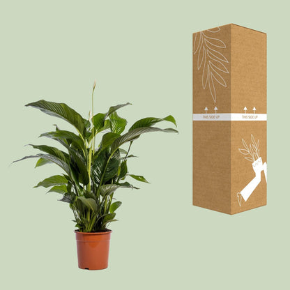 Spathiphyllum Bellini - Ø24cm - ↕100cm