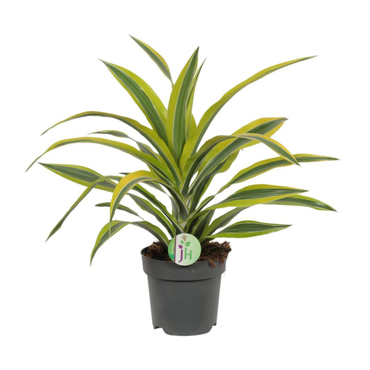 Dracaena Fragrans Citron Lime Ø17cm - ↕40cm