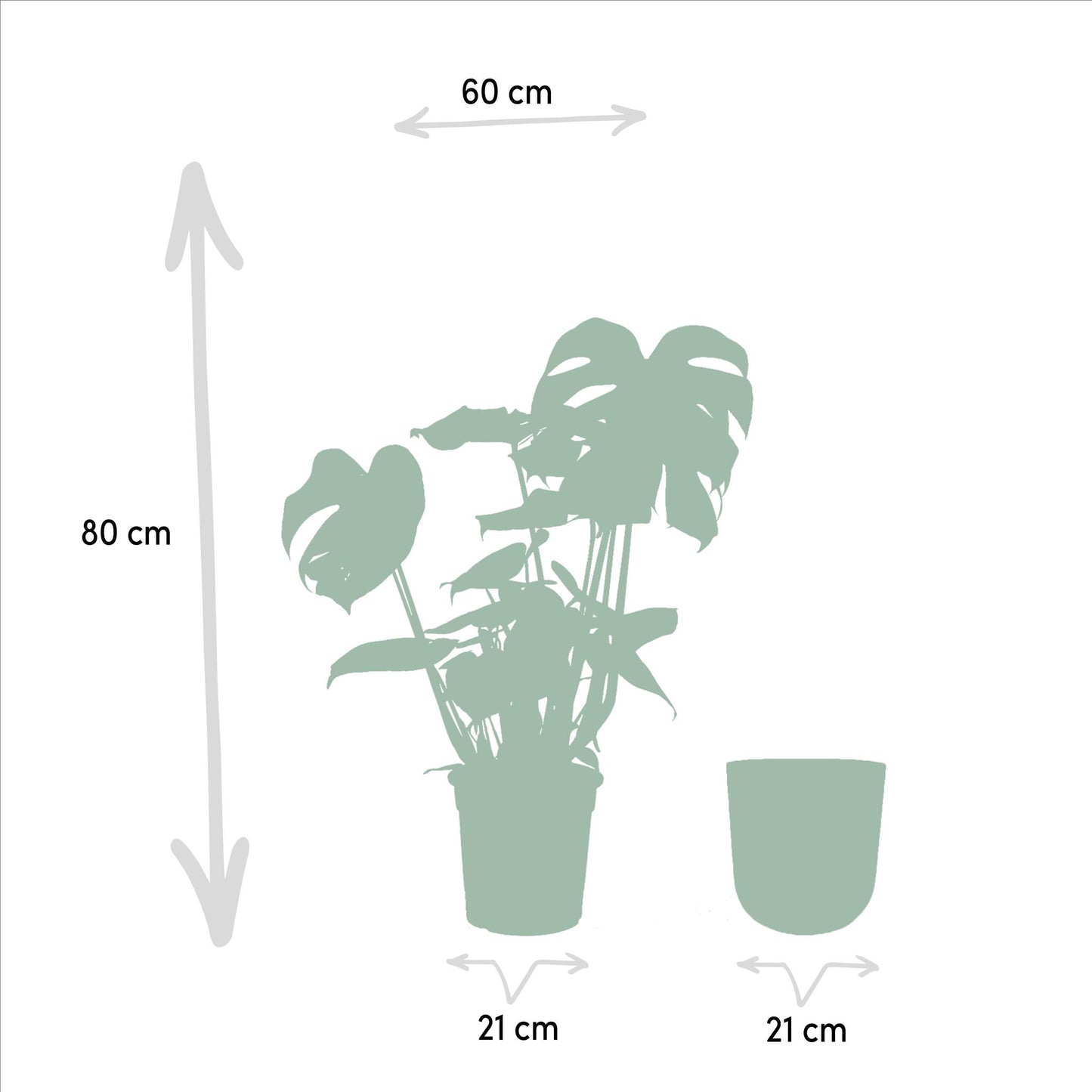 Monstera Deliciosa- ↨80cm - Ø21cm + Pot Mayk Lead