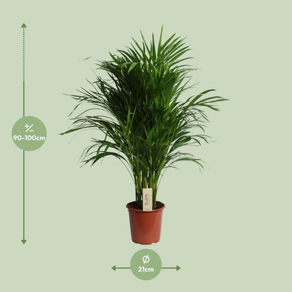 Dypsis Lutescens (Areca) - Ø21cm - ↕100cm