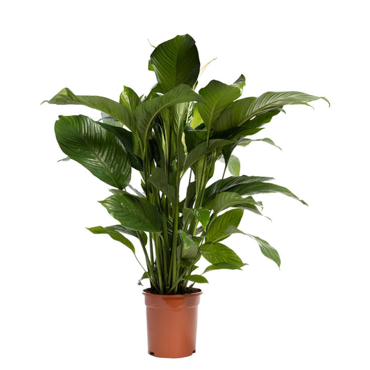 Spathiphyllum 'Sweet Lauretta' BLANCO - Ø21cm - ↕90cm