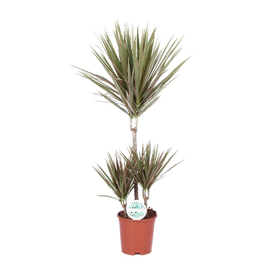 Dracaena bicolore - Ø21cm - ↕95cm